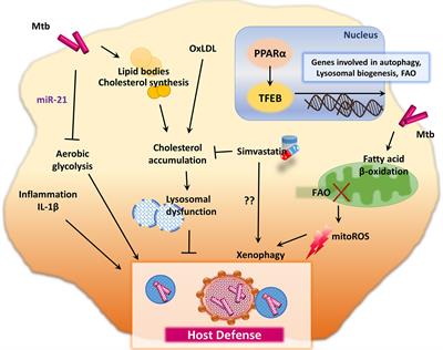 An Interplay Between Autophagy and Immunometabolism for Host Defense Against Mycobacterial Infection